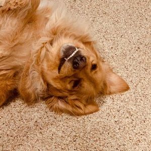 Meet your Posher, Sue